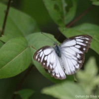 Cepora nerissa Fabricius, 1775